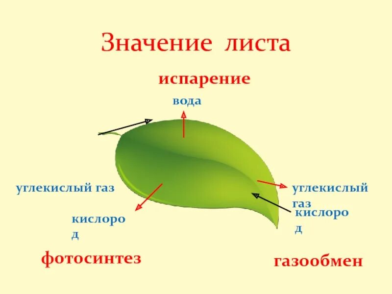Газообмен в листе осуществляется благодаря