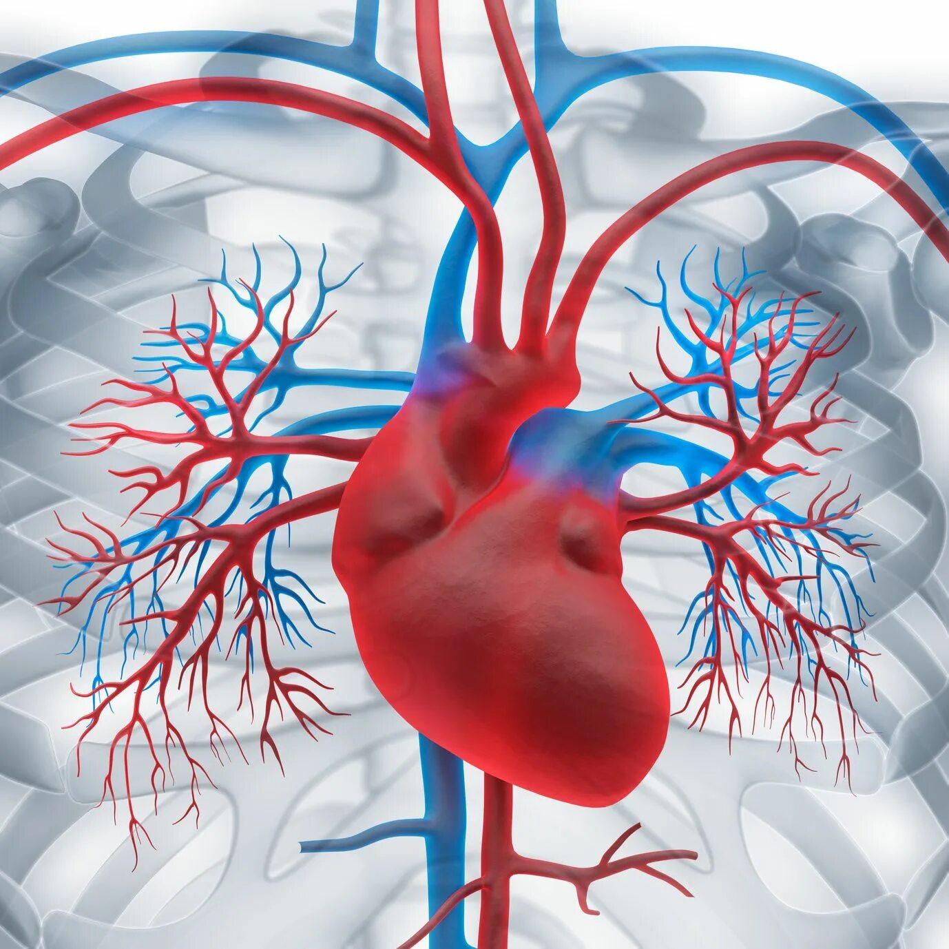 Cardiovascular system. Сосуды сердца. Человеческое сердце с сосудами.