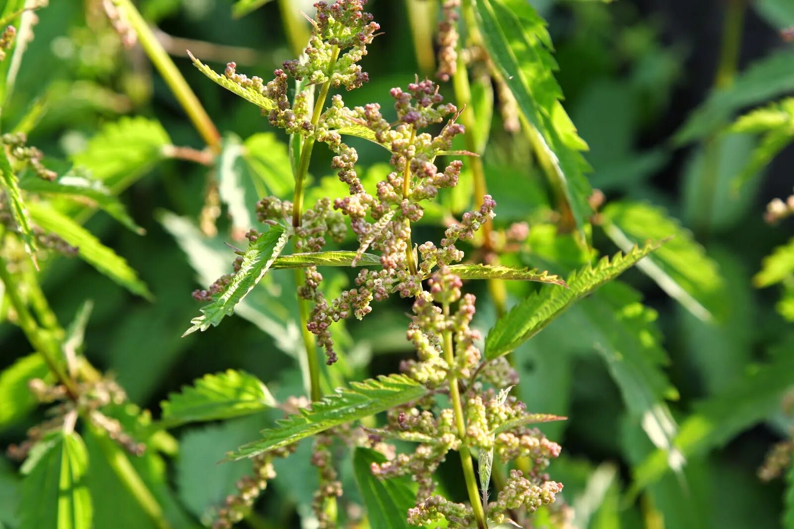 Крапива сорняк. Крапива двудомная. Крапива двудомная (Urtica dioica). Крапива двудомная (Urtíca dióica). Семена двудомной крапивы.