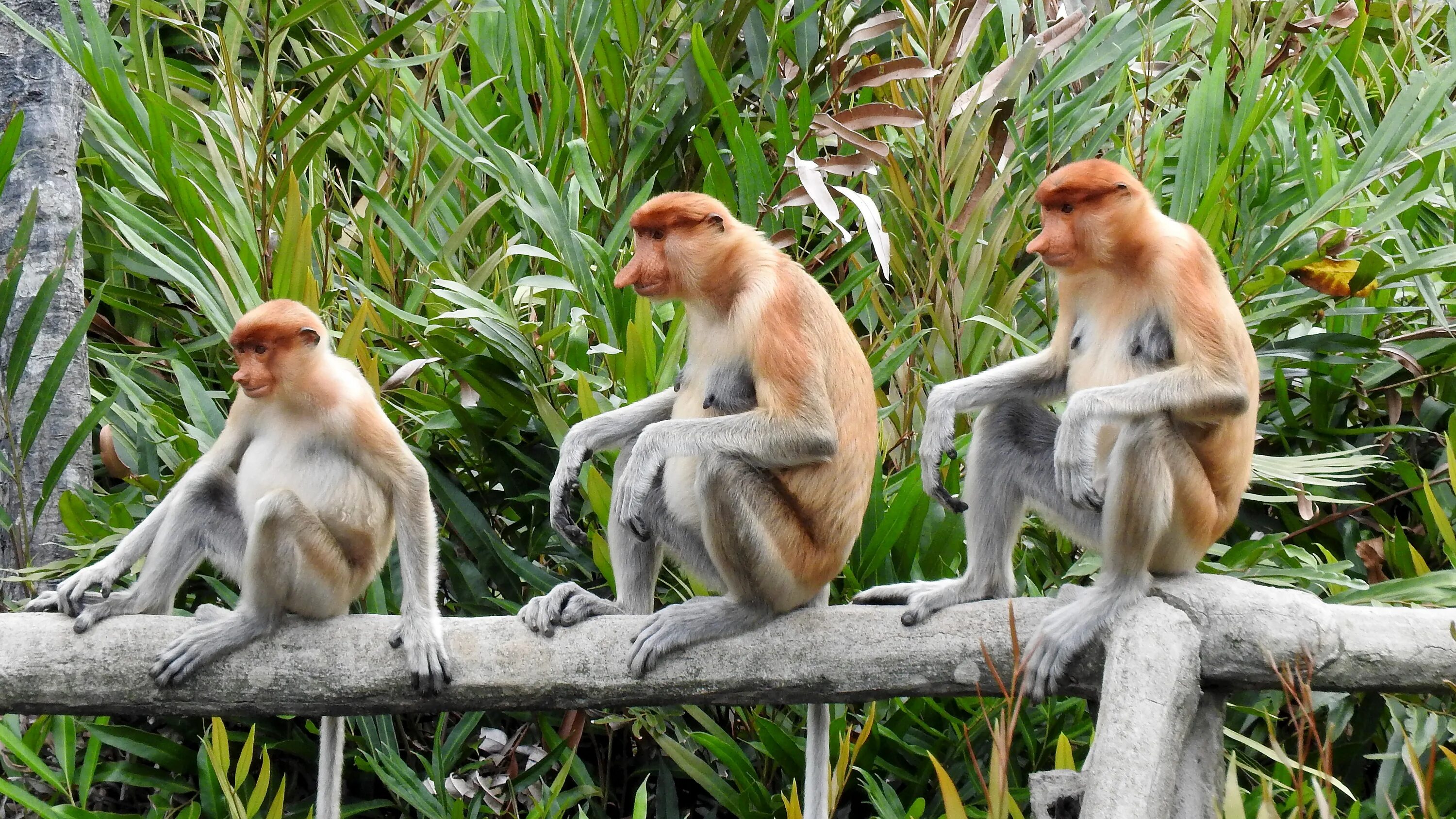 Jungle monkeys. Обезьяна носач с острова Борнео. Обезьяна носач. Носач Борнео. Борнео, Сепилок, кахау.