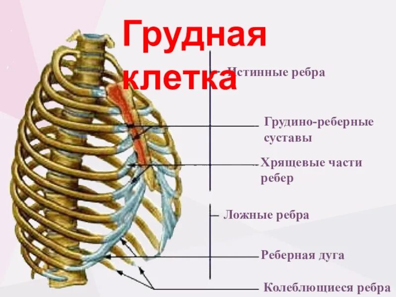 Какие ребра относятся к колеблющимся. Истинные ребра. ложные ребра. истинные и ложные ребра. колеблющиеся ребра у человека.