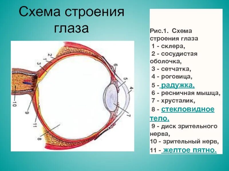 Зрительный анализатор строение органа зрения. Зрительный анализатор строение глаза. Схема строения глаза. Строение зрительного анализатора. Строение и функции глаза.