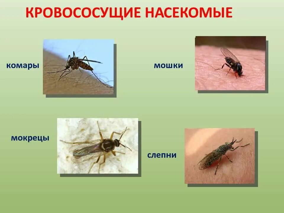 Кровососущие насекомые. Виды кровососущих насекомых. Кровососущее насекомое название.