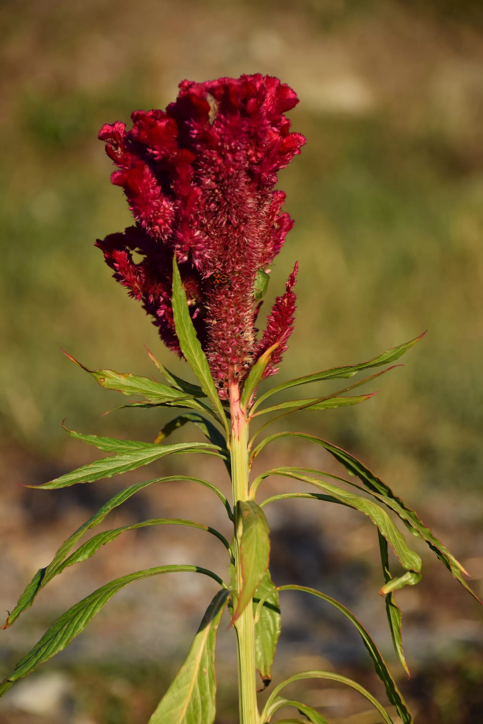 Амарант петушиный гребень. Cockscomb цветок. Красное растение Юкона. Цветок с красным стеблем.