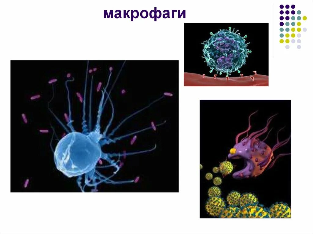 Макрофаги 1 2. Макрофаги это клетки. Макрофаги и бактерии. Фагоцит уничтожает бактериальные клетки. Макрофаги микробиология.