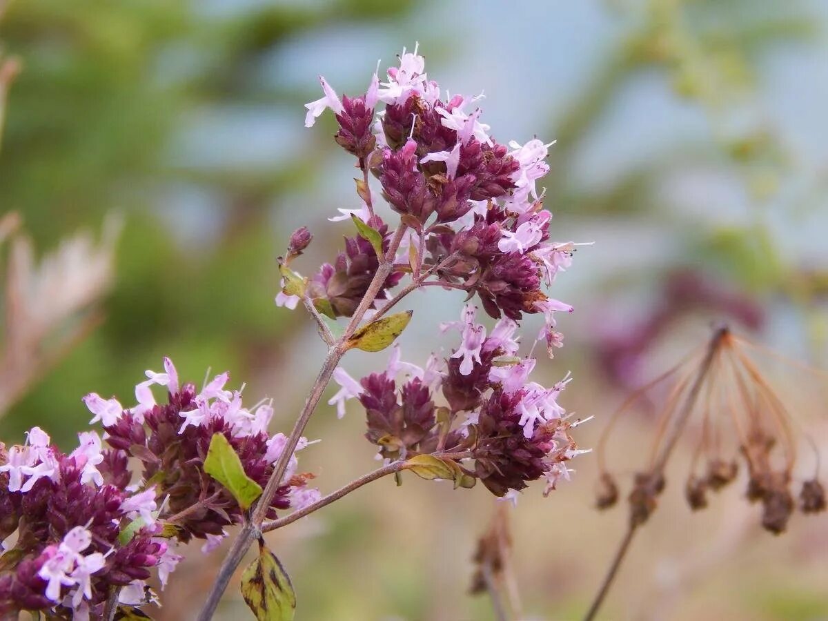 Душица обыкновенная. Душица Rosenkuppel (Розенкуппел). Душица (Origanum). Душица обыкновенная (Origanum vulgare).