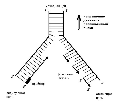 Фермент вилка. Схема репликационной вилки ДНК. Репликация ДНК репликативная вилка. Направление репликации ДНК. Репликация схема репликативной вилки.