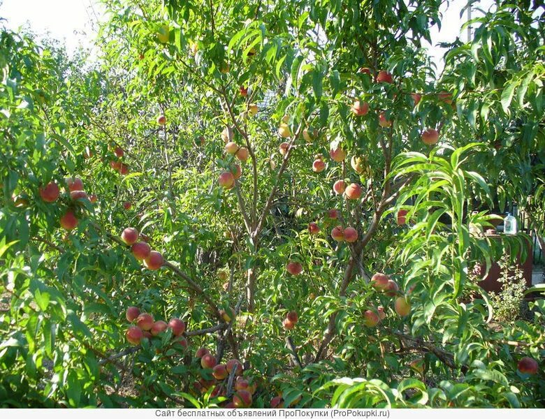 Братский сад астрахань. О памятнике в морском садике в астрахани. Городской парк астрахань. Астрахань братскийй ад. Сайты садов астрахани.