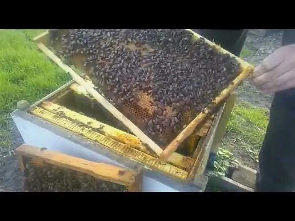 Пчелы 1 разбор. Приспособления против роения. Приспособления на леток против роения. Видео Весеннее развитие пчел.