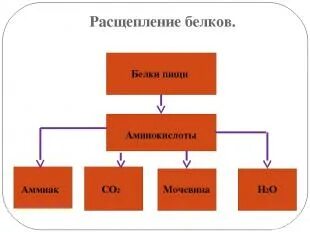 Расщепление 1 г белка