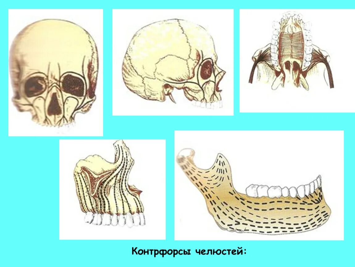 Контрфорсы черепа нижней челюсти. Контрфорсы верхней челюсти. Контрфорсы черепа верхней челюсти. Контрфорсы верхней и нижней челюсти. Нижняя челюсть с черепом подвижные