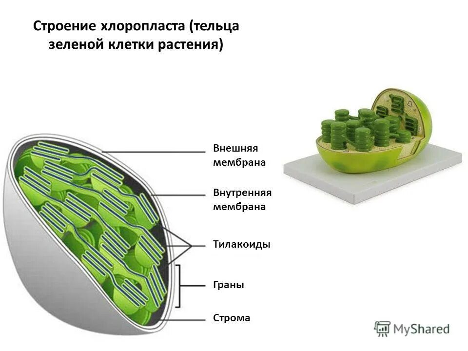 Строма строение. Строение хлоропласта растительной клетки. хлоропласты строма тилакоиды граны. функция хлоропласта в клетке растений. наружная мембрана внутренняя мембрана тилакоид грана строма.