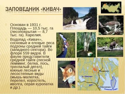 Название заповедников в зоне лесов