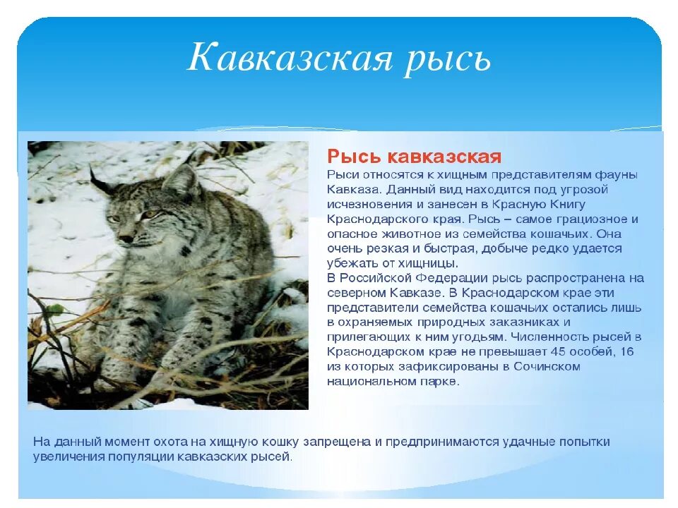 Красная книга краснодарского края животные 2 класс: найдено 89 изображений