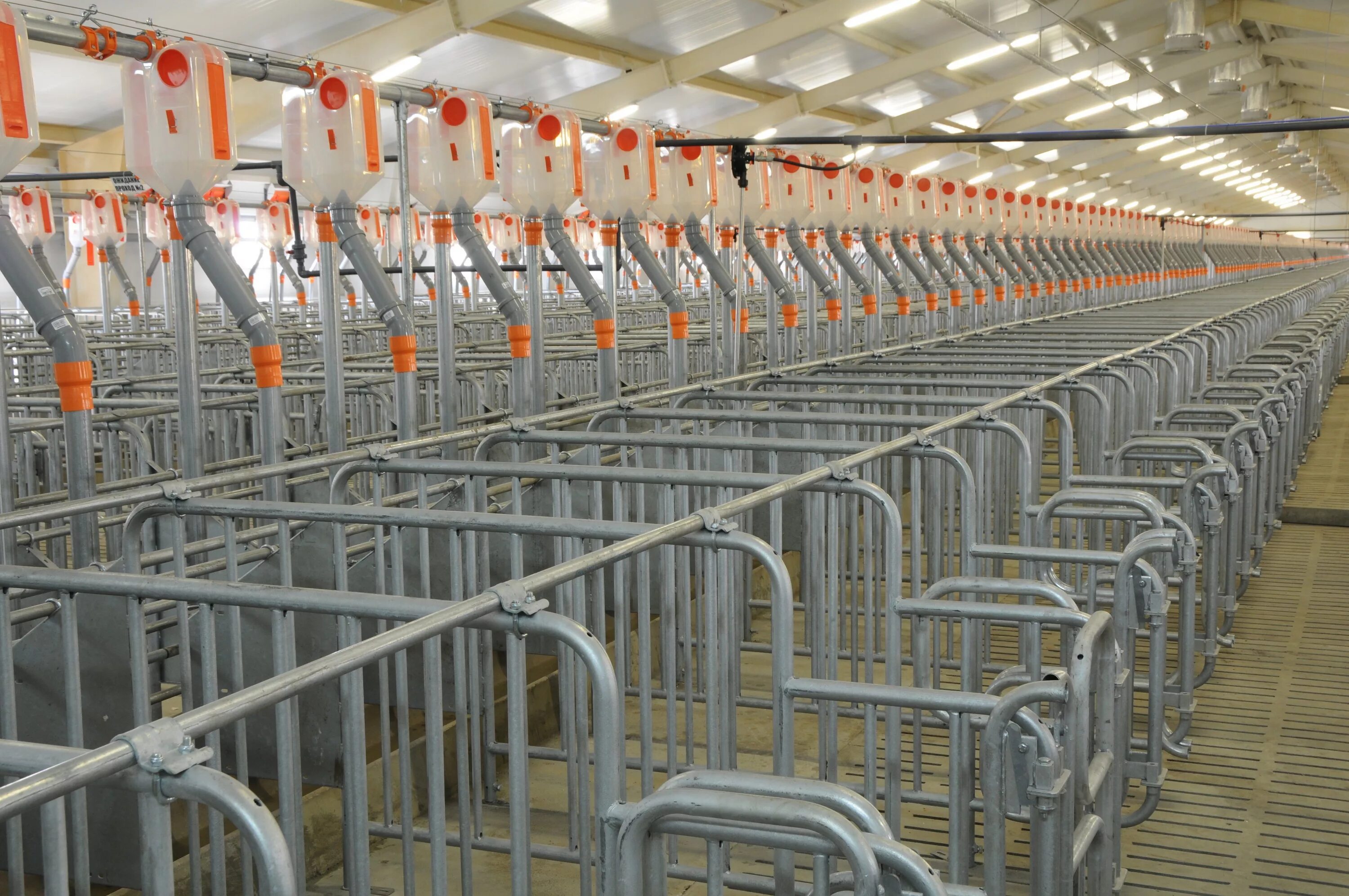 Свинокомплекс мираторг. Свиноферма в белгородской области. Ооо черкизово свиноводст. Сельское хозяйство свиноводство. Продукция свиноводства.