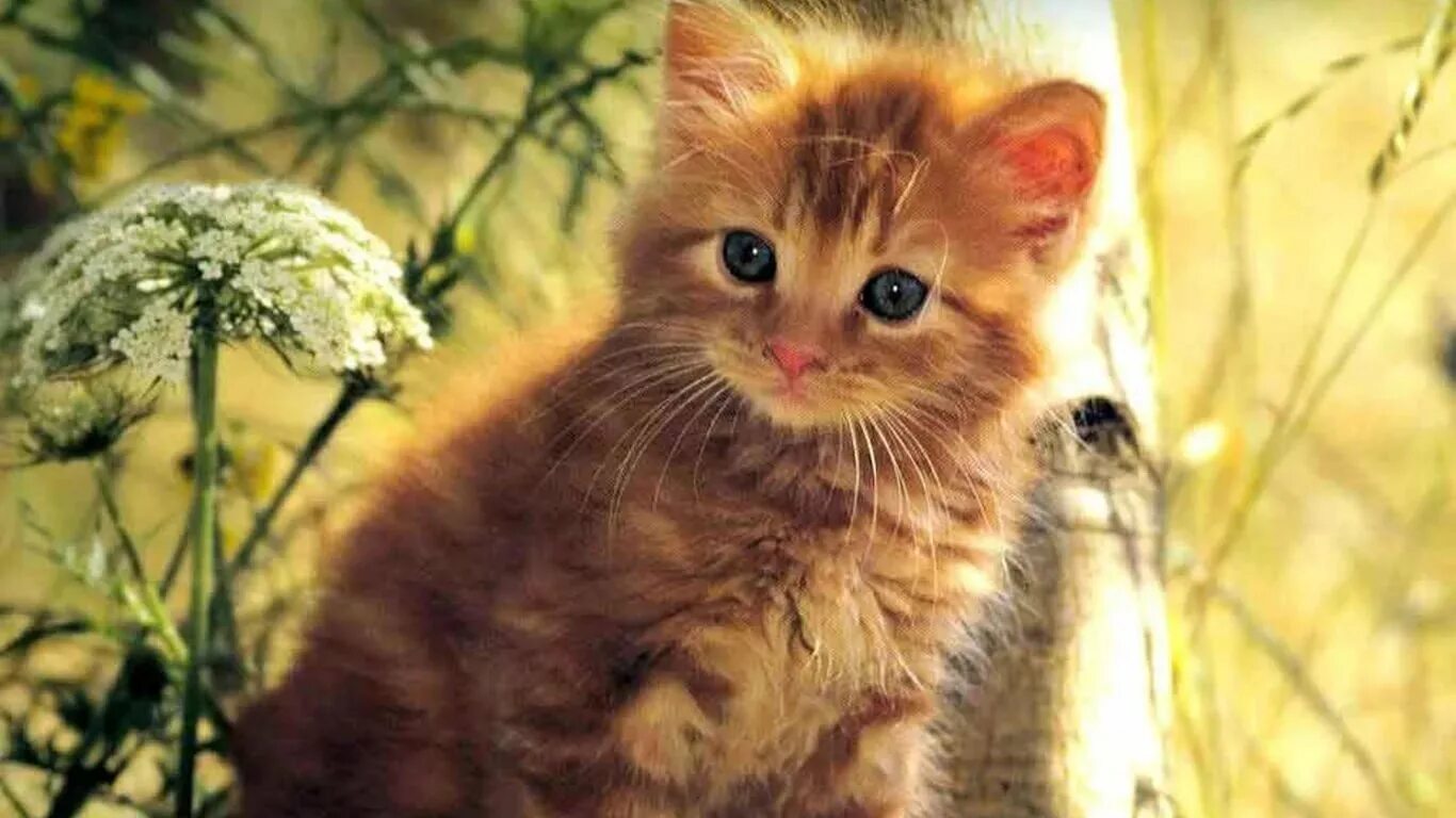 Смешные коты с надписями доброе утро. Доброе утро котенок. с добрым утром котенок. открытки с добрым утром с котиками. открытки с добрым утром с котятами.