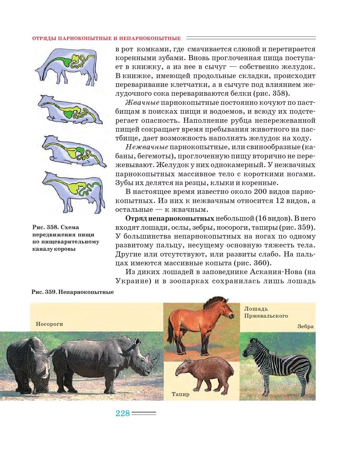Различия парнокопытных и непарнокопытных
