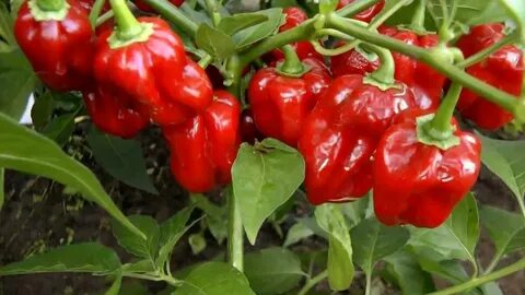 Перец не краснеет на кусту