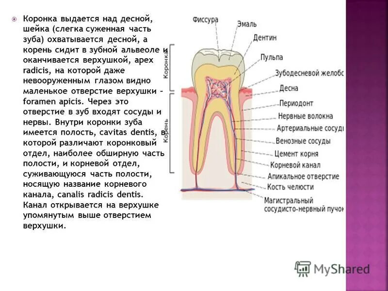 Анатомическая рентгенологическая верхушка корня. Зубы анатомия латынь. Отверстие верхушки зуба на латинском. Общее строение зуба анатомия. Отверстие верхушки зуба.