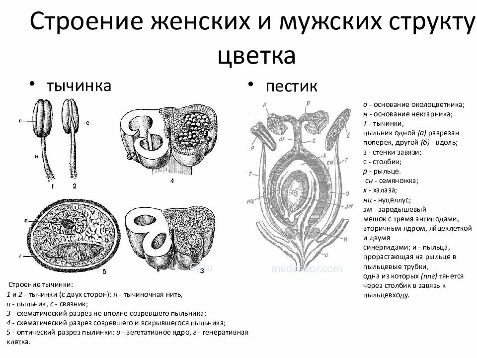 Мужской и женский органы цветка. Строение тычинки. Строение пестика. Мужские и женские органы растений. Строение женских структур цветка схема.