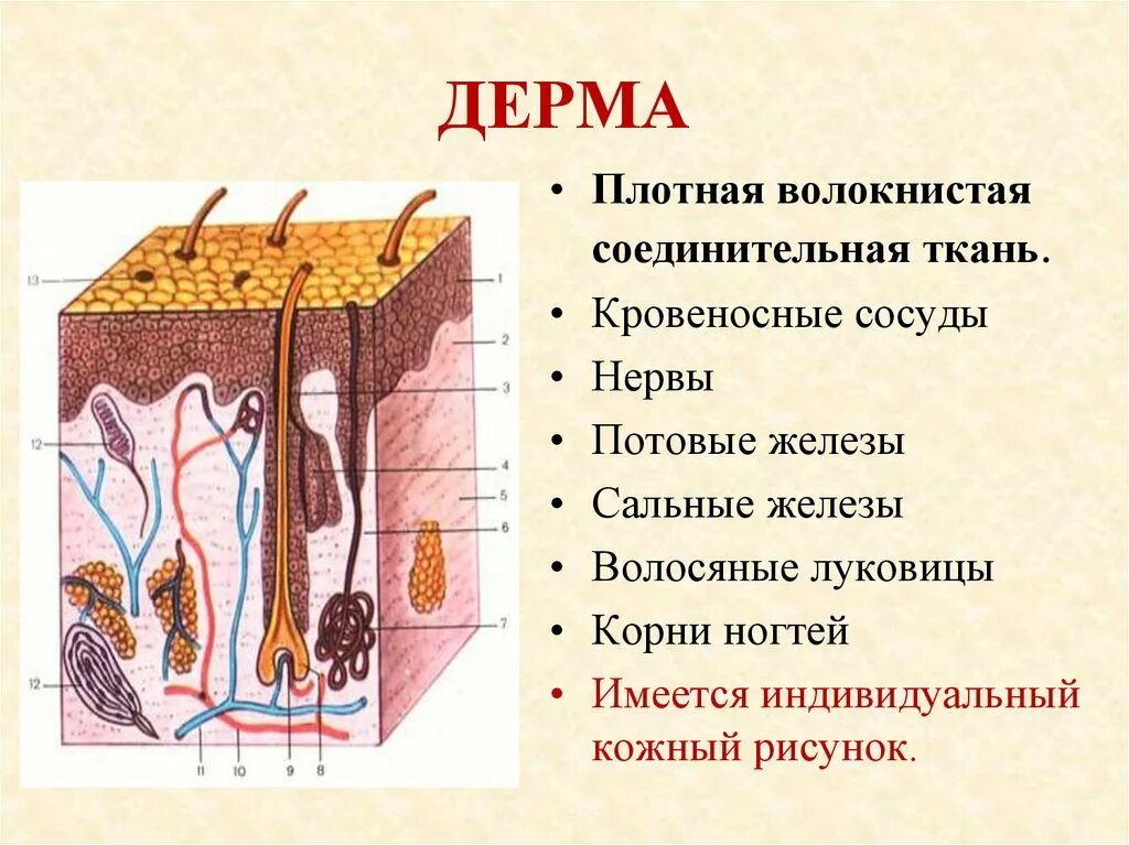 Какие структуры в дерме. Кожа человека дерма сальная железа эпидермис. Строение кожи надкожица дерма. Дерма собственно кожа строение и функции. Эпидермис 2) дерма 3) гиподерма.