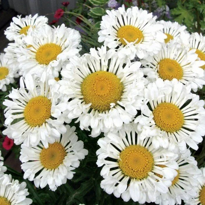 August 2010 Shasta daisies, Planting flowers, Perennials