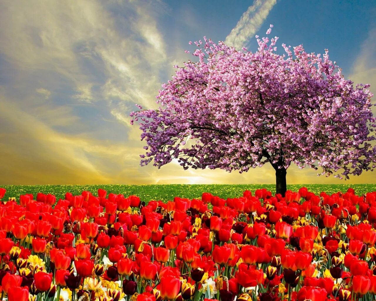 Bahor rasmlar. Цветущие деревья. Красивое цветущее дерево. Весеннее дерево. Красивые цветущие деревья.