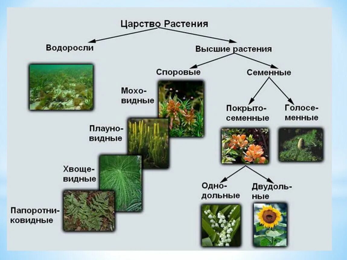 Основные группы царства. Представители царства растений 5 класс биология. Структура царства растений. Представители царства растений 6 класс биология. Царство растений 6 класс биология органы.