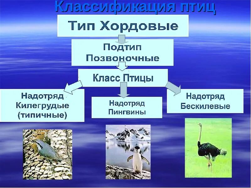 Классификация птиц. Класс птицы систематика. Класс птицы представители. Класс птицы общая характеристика. Примеры животных класса птицы