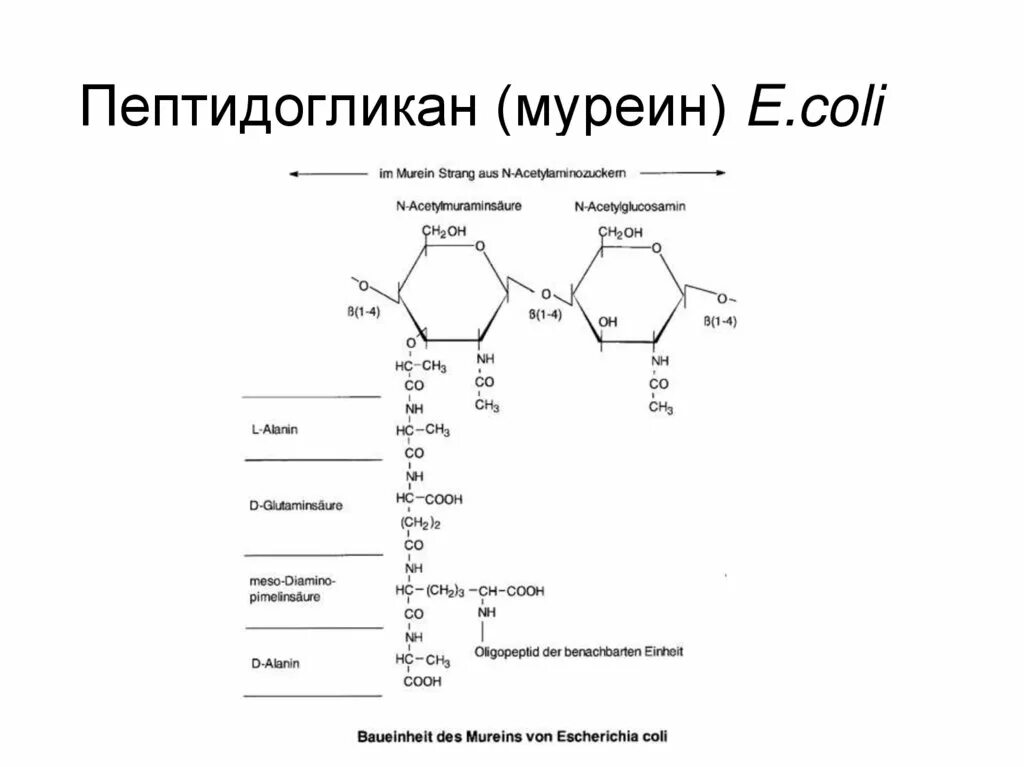 Содержит муреин участие в перемещении кольцевая. Структурная формула муреина. Структура муреина. Пептидогликан муреин структура. Пептидогликан состоит из.