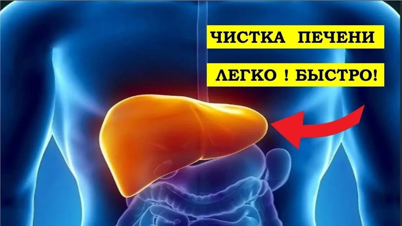 Лучшие способы чистки печени. Как чистить печень.