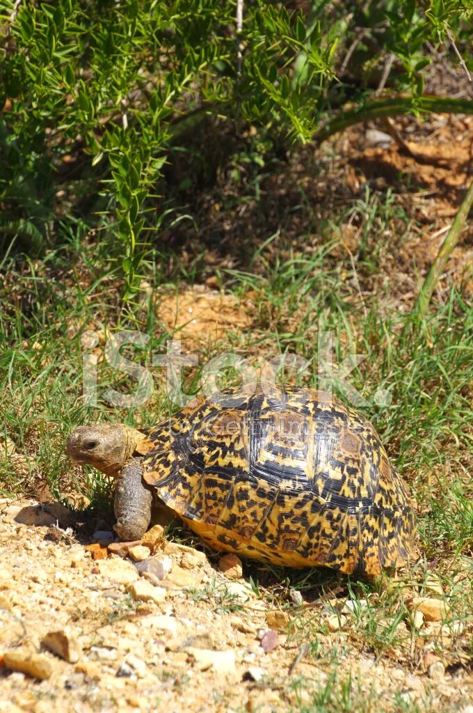 Leopard tortoise