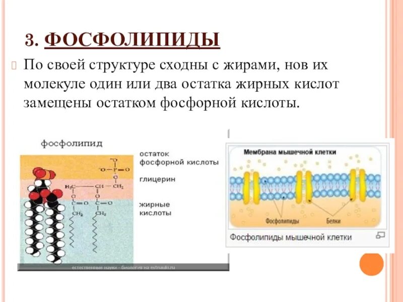 Фосфолипиды структурные элементы. Фосфолипиды строение. Строение и функции фосфолипидов. Хим структура фосфолипидов. Строение фосфолипида