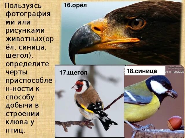 Строение клюва орла. Синица клюв приспособления. строение клюва синицы. щегол и синица. строение клюва птицы.