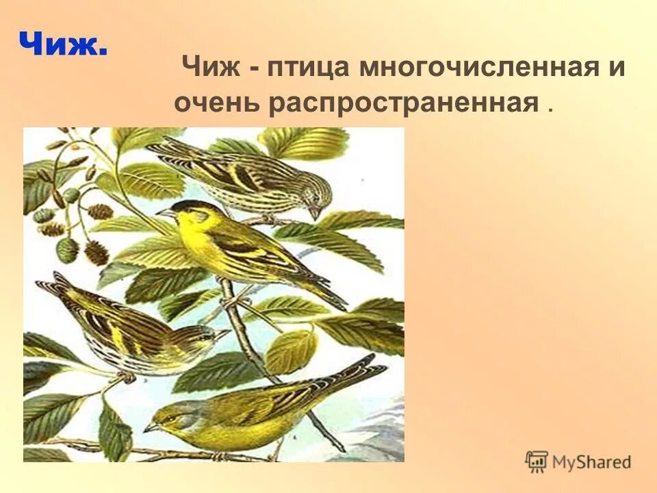 График чижика. Маршруты трамвая чижик в спб. Чижик рифмы. Питерский трамвай чижик. График чижика.