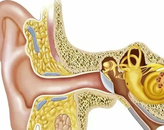 Шум в ушах после отита. Звенит в ушах. Строение уха человека отит.