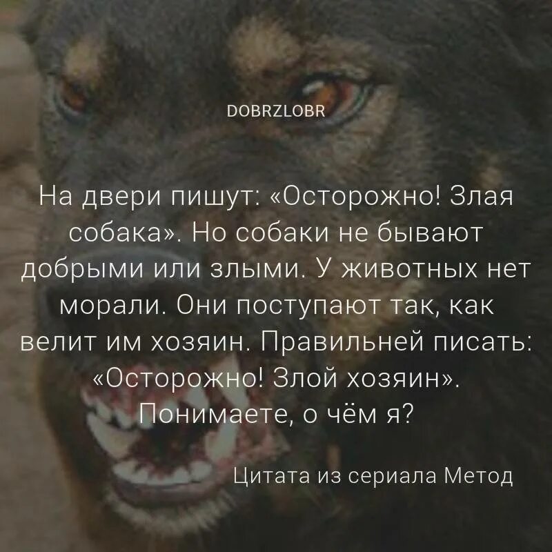 Почему нельзя собак в исламе. Афоризмы о собаках. выражения про животных. люди которые не любят животных цитаты. цитаты про животных и человека.