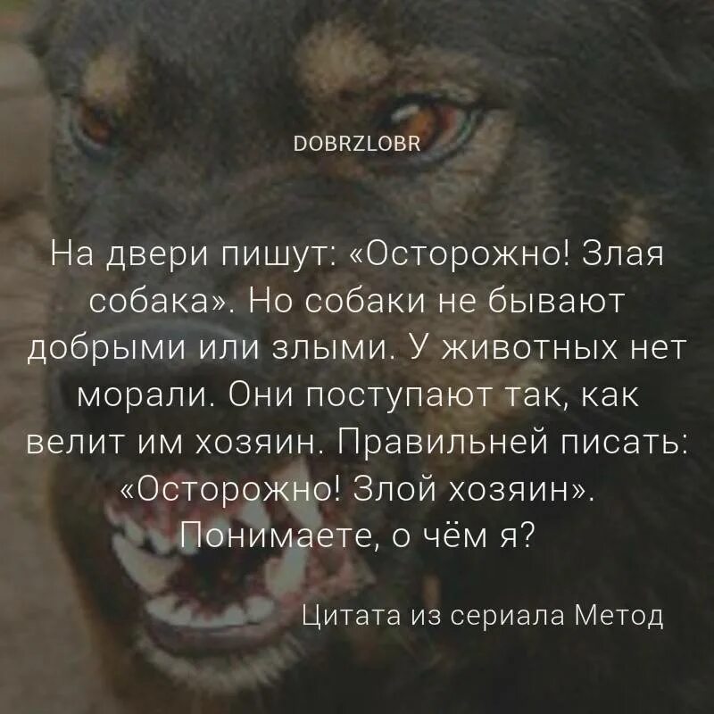 Как человеку не стать животным. Злые высказывания. Афоризмы о собаках. Высказывания о животных. Цитаты про людей которые не любят животных.