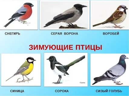 Какие имена птицы