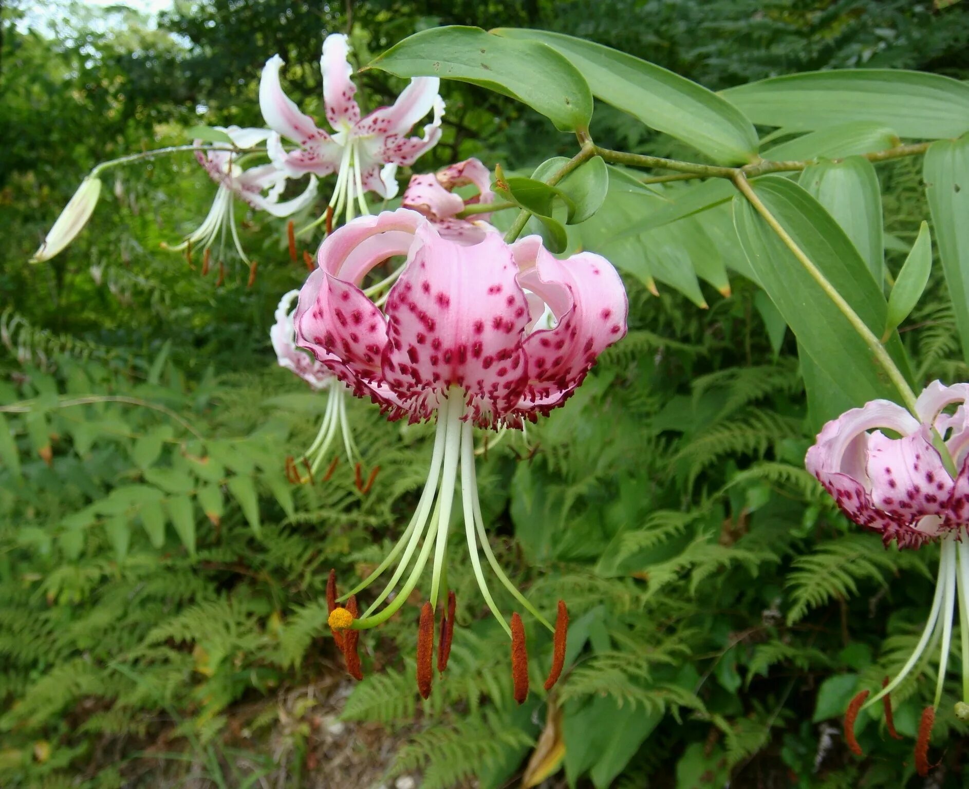 Лилия прекрасная рубрум. Лилия speciosum rubrum. Лилия Специозум рубрум. Лилия видовая прекрасная рубрум. Лилия рубрум Учида.