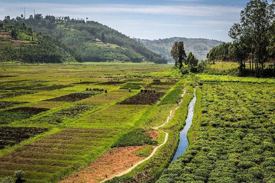 Land protection. Rune protection. Руанда плантации кофе. Land protection. Сельскохозяйственный ландшафт.