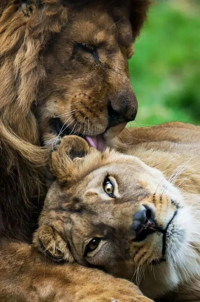 Страстное животное. Лев львица и Львенок семья. Лев и львица любовь. Леви львица. Лев львица и Львенок.