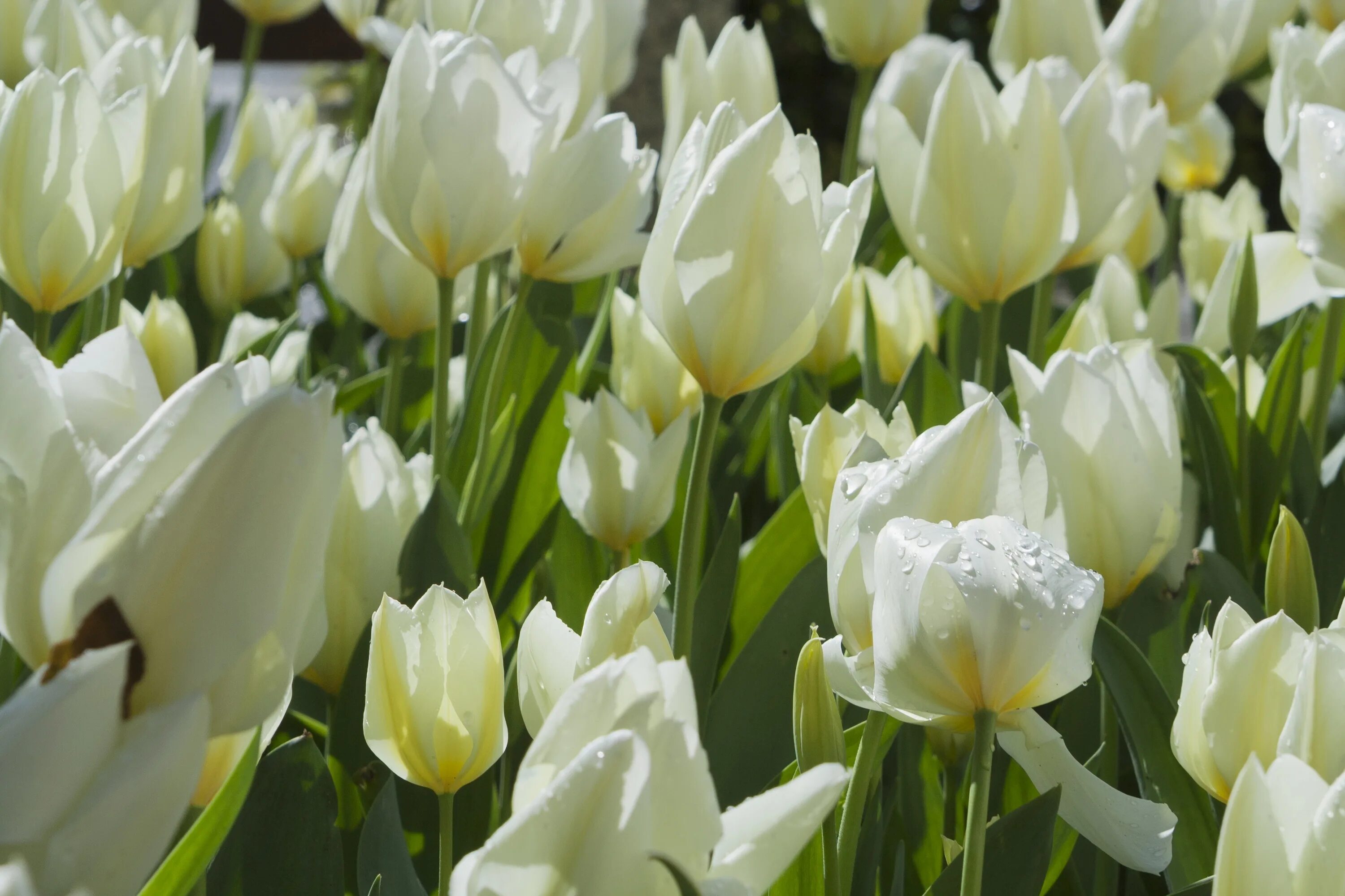 White tulip