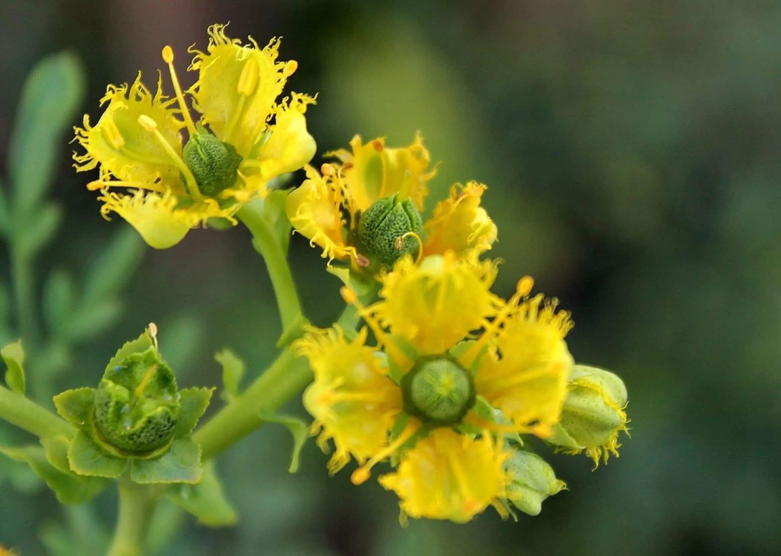 Common plants. Рута душистая. Растение рута душистая. Рута (Ruta graveolens). Рута душистая (пахучая).