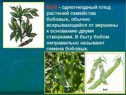 Роль растений семейства бобовых в природе заключается