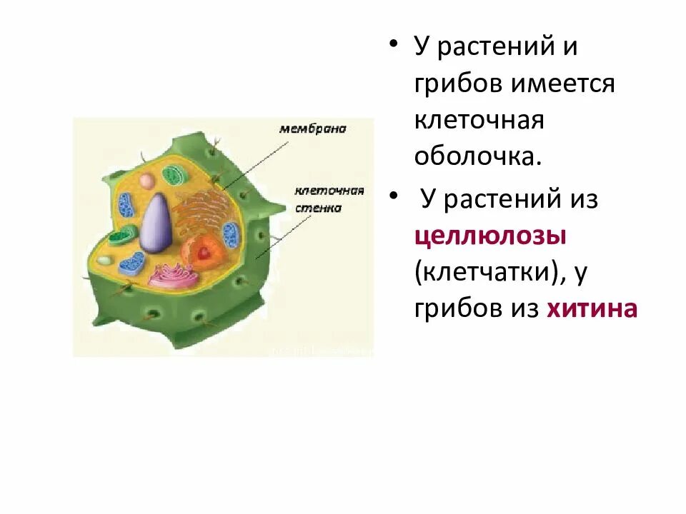 Мембрана растительной клетки. Клеточная оболочка из хитина. Клеточная оболочка у растений и животных. Оболочка растительной клетки. Стенка растительной клетки содержит