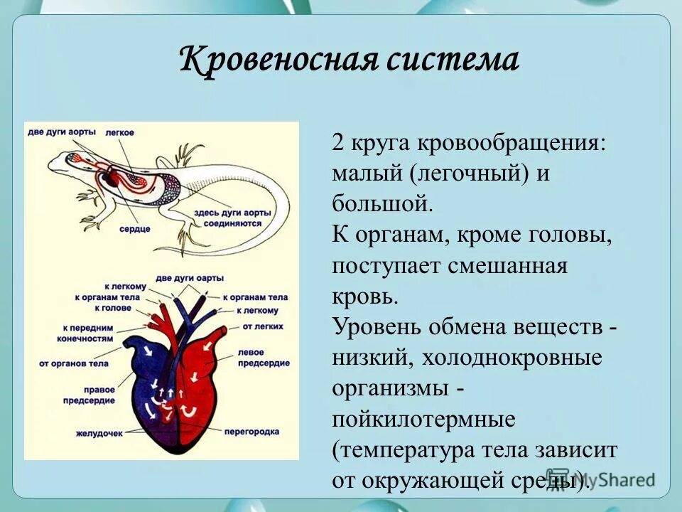 Простейшие кровообращения. Функции кровеносной системы 6 класс биология. Конспект по биологии 6 класс кровеносная система. Кровеносная система кровь 7 класс биология. Конспект по теме кровеносная система кровь 7 класс биология.