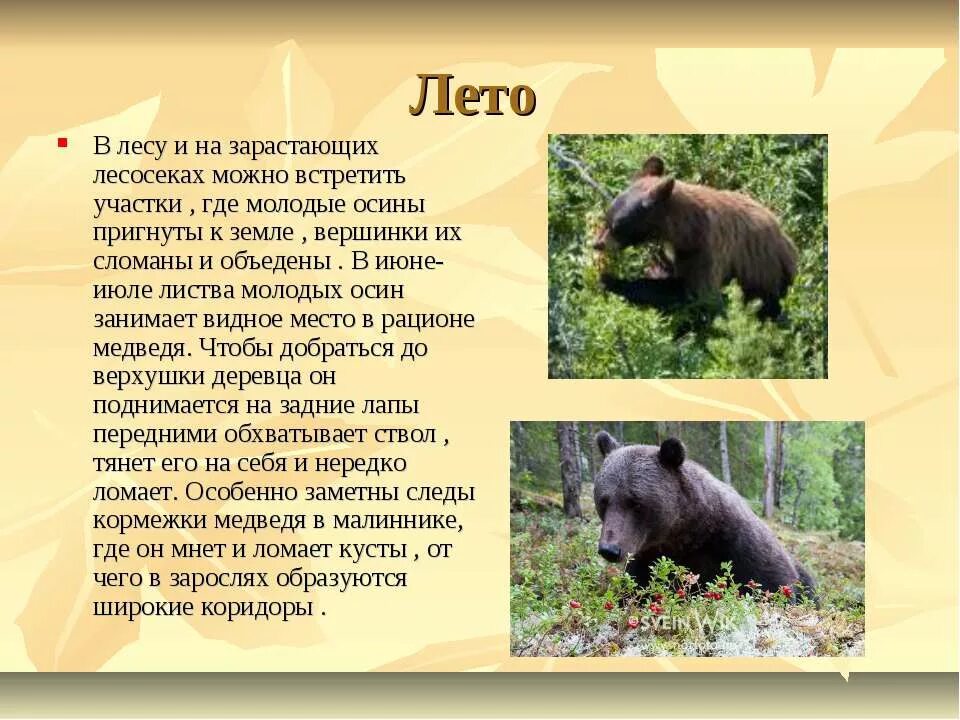 Какую территорию занимает медведь. Презентация на тему бурый медведь. описание медведя. медведь для презентации. проект про бурого медведя.