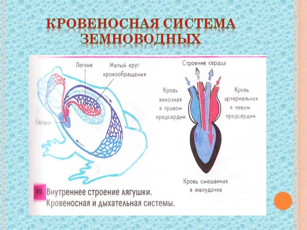 Сердце амфибий круги кровообращения. Система кровообращения земноводных схема. Земноводные строение кровеносной системы. Класс земноводные строение кровеносной системы. Внутреннее строение лягушки кровеносная и дыхательная система.