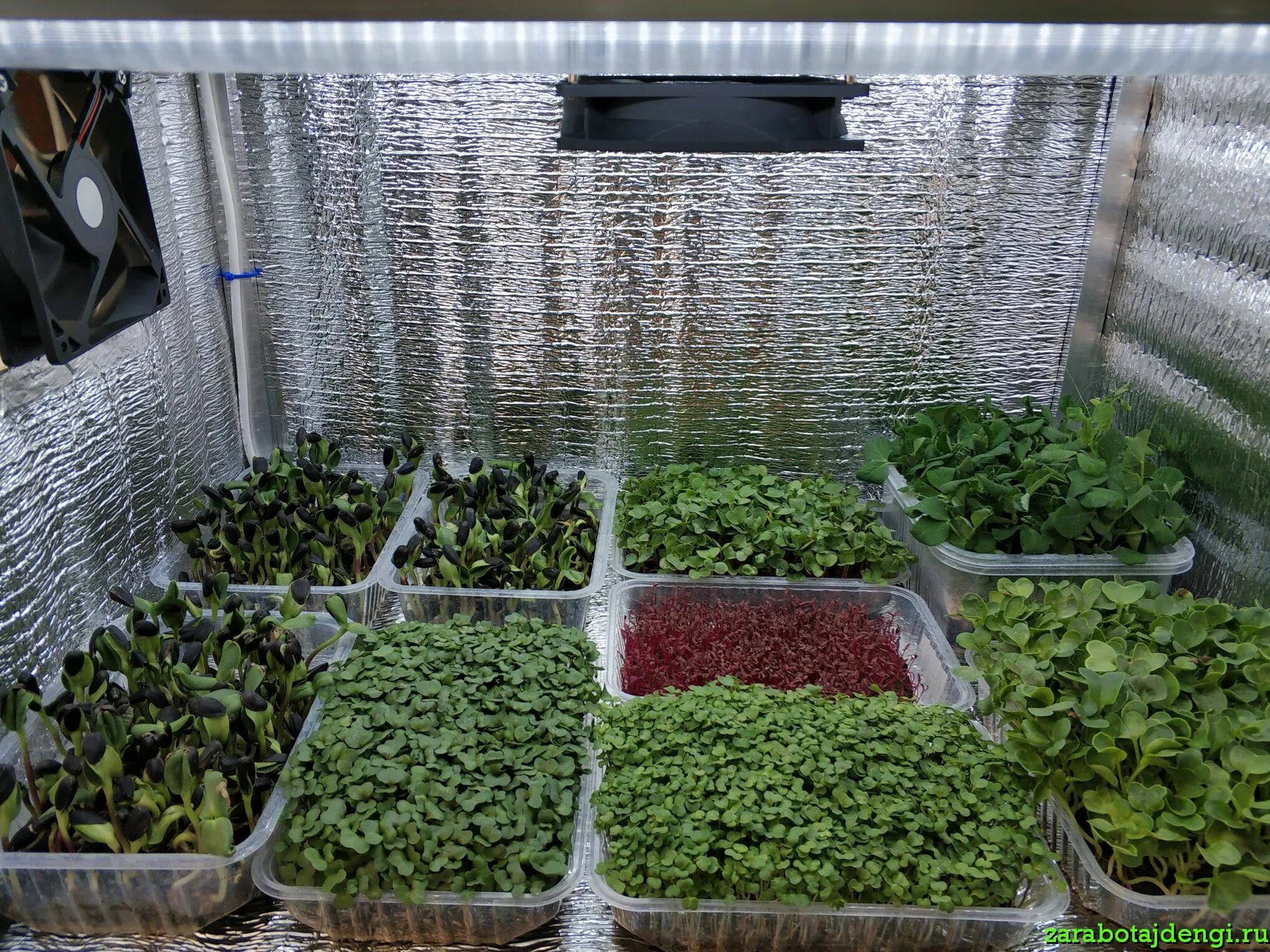 Выращивание микрозелени как бизнес. Гидропоника сити ферма. Микрозелень ферма. Семена микрозелень гидропоника. Микрозелень ферма.